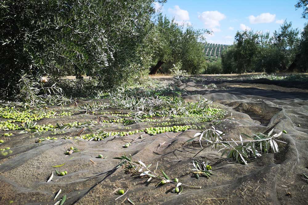 Origen 3 Mantona con aceituna durante la recolección